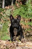 BOULEDOGUE FRANCAIS 242